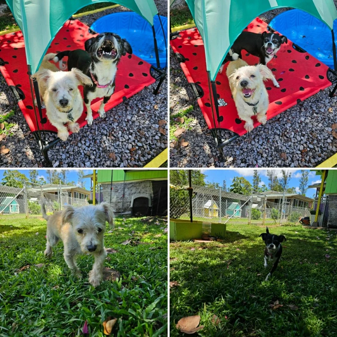 summer-dog-boarding-hilo.jpg