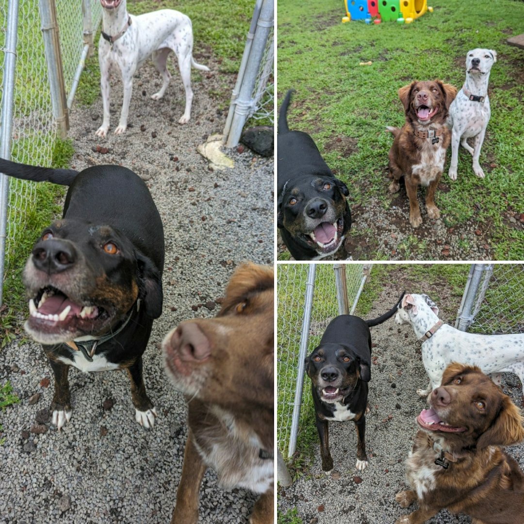 doggy-daycare (1).jpg