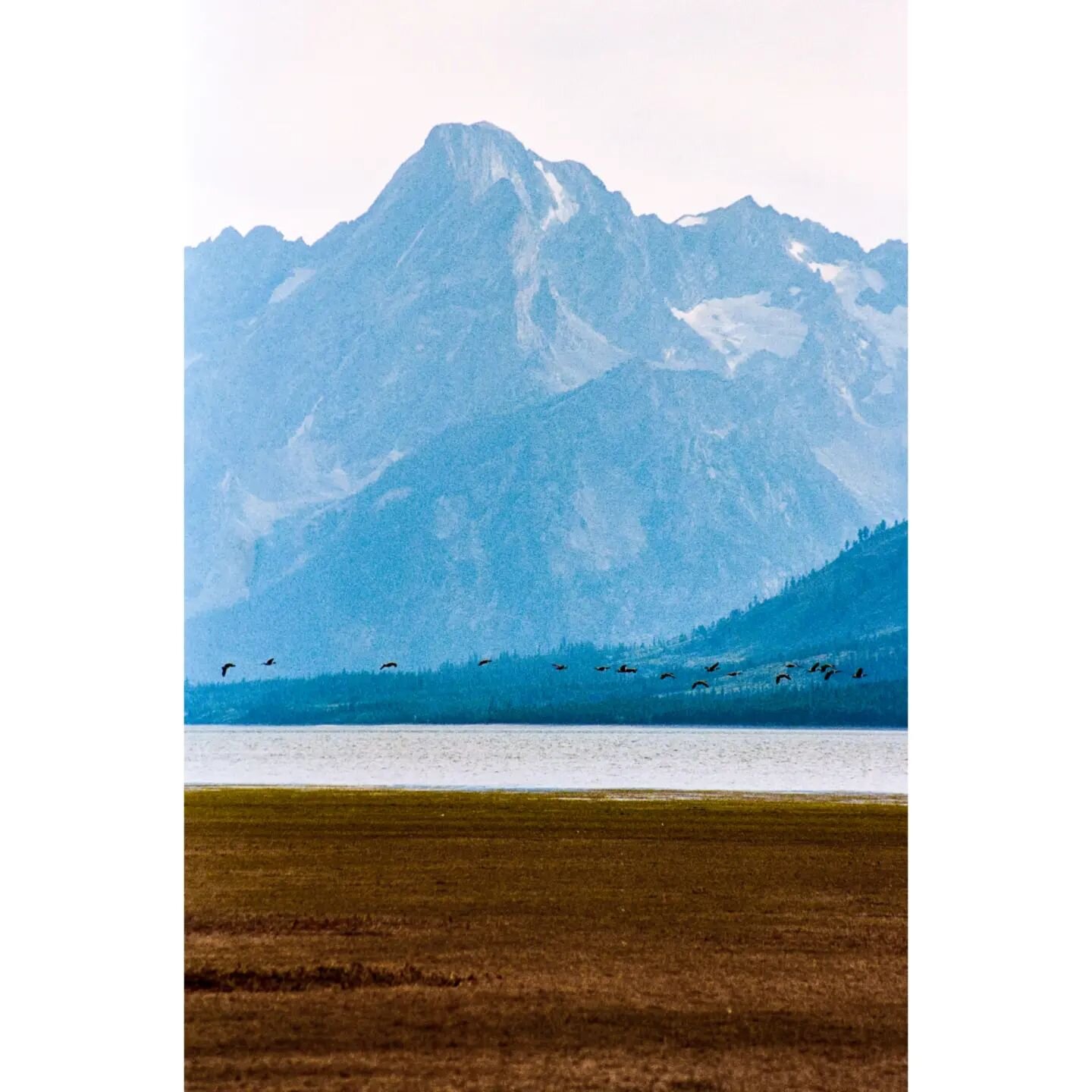 Birds and mountains. 

Went barefoot at a muddy bank during low water at Grand Teton. 

#35mm #35mmfilm #analog #analogfilm #film #filmphotography #kodak #grandtetonnationalpark #birds #mountains #nationalparkservice #nps #camping #hiking #canon