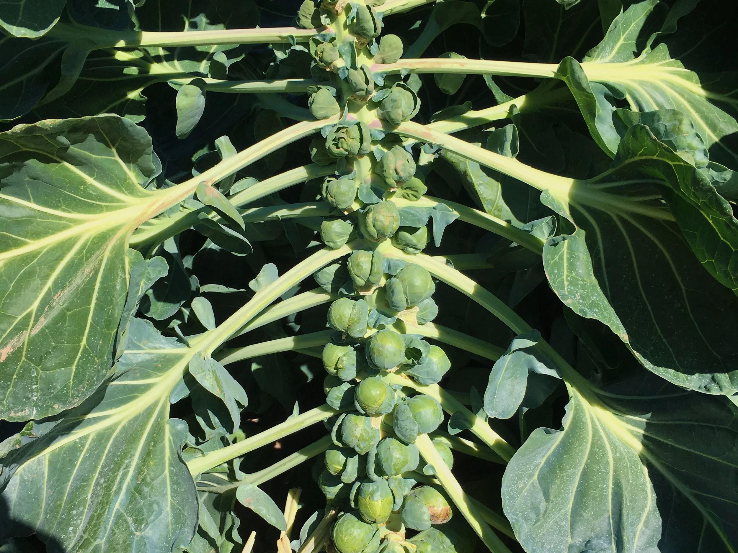 New York Brussels Sprouts