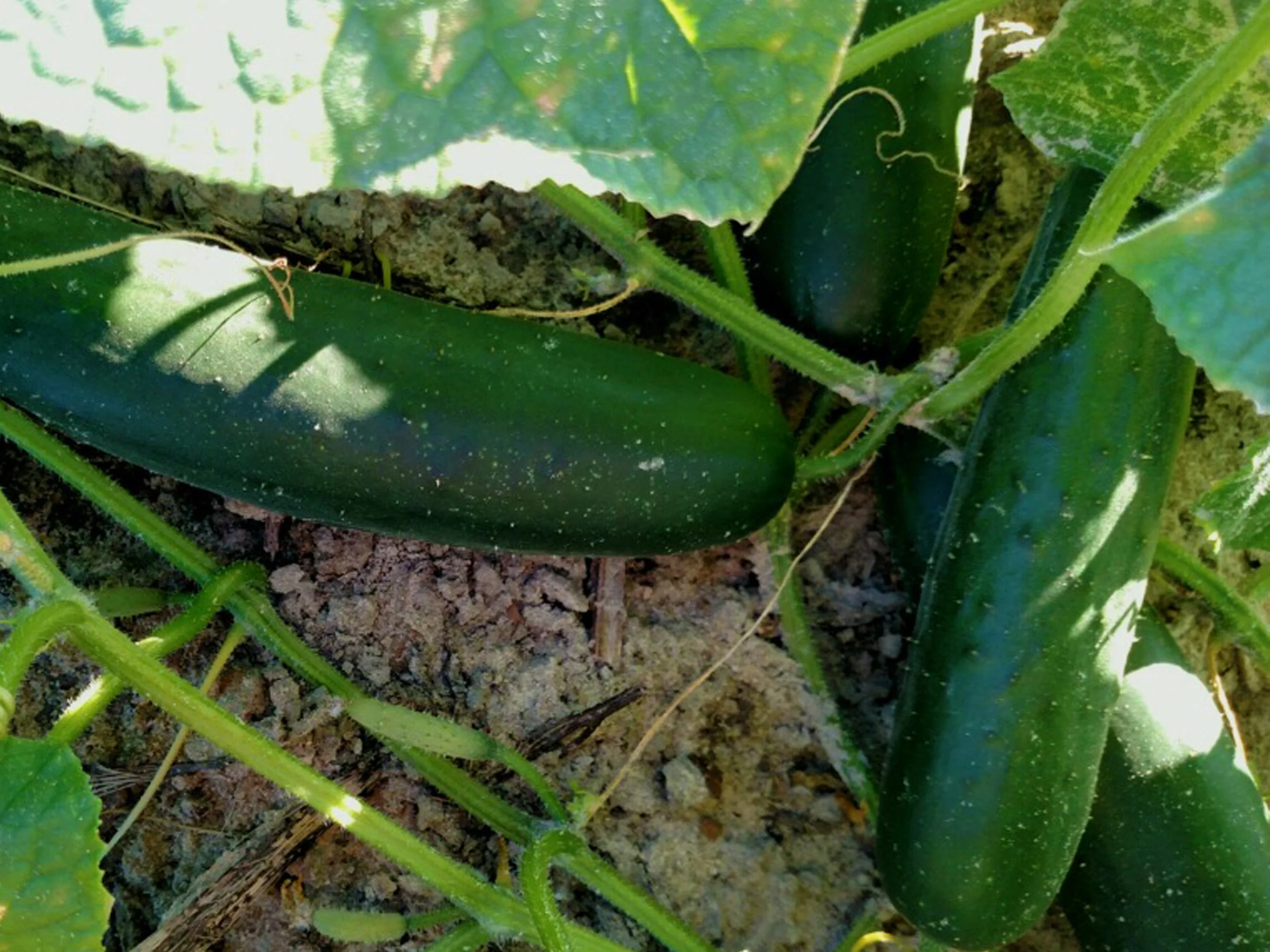 Cucumbers on the vine