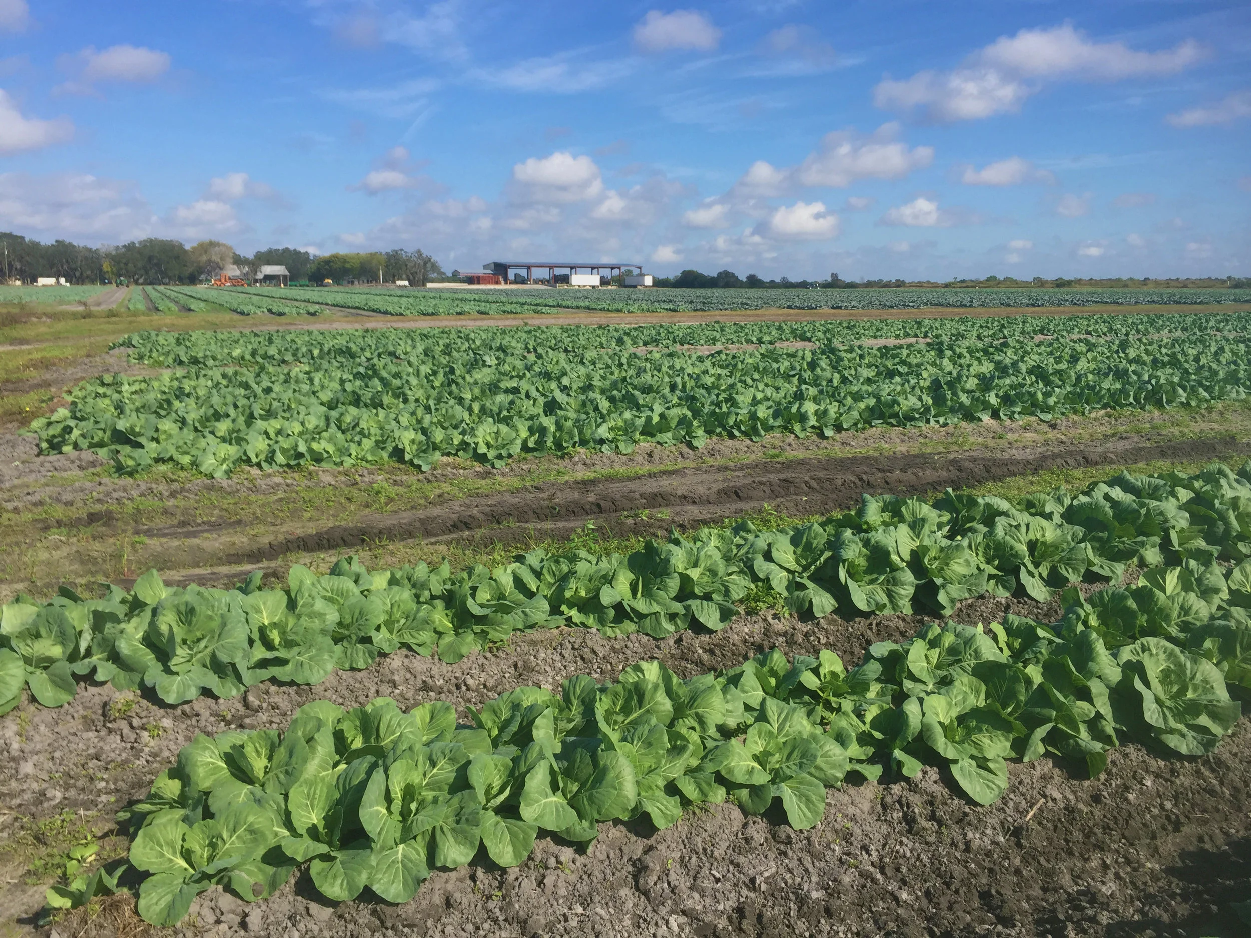 Florida cabbage