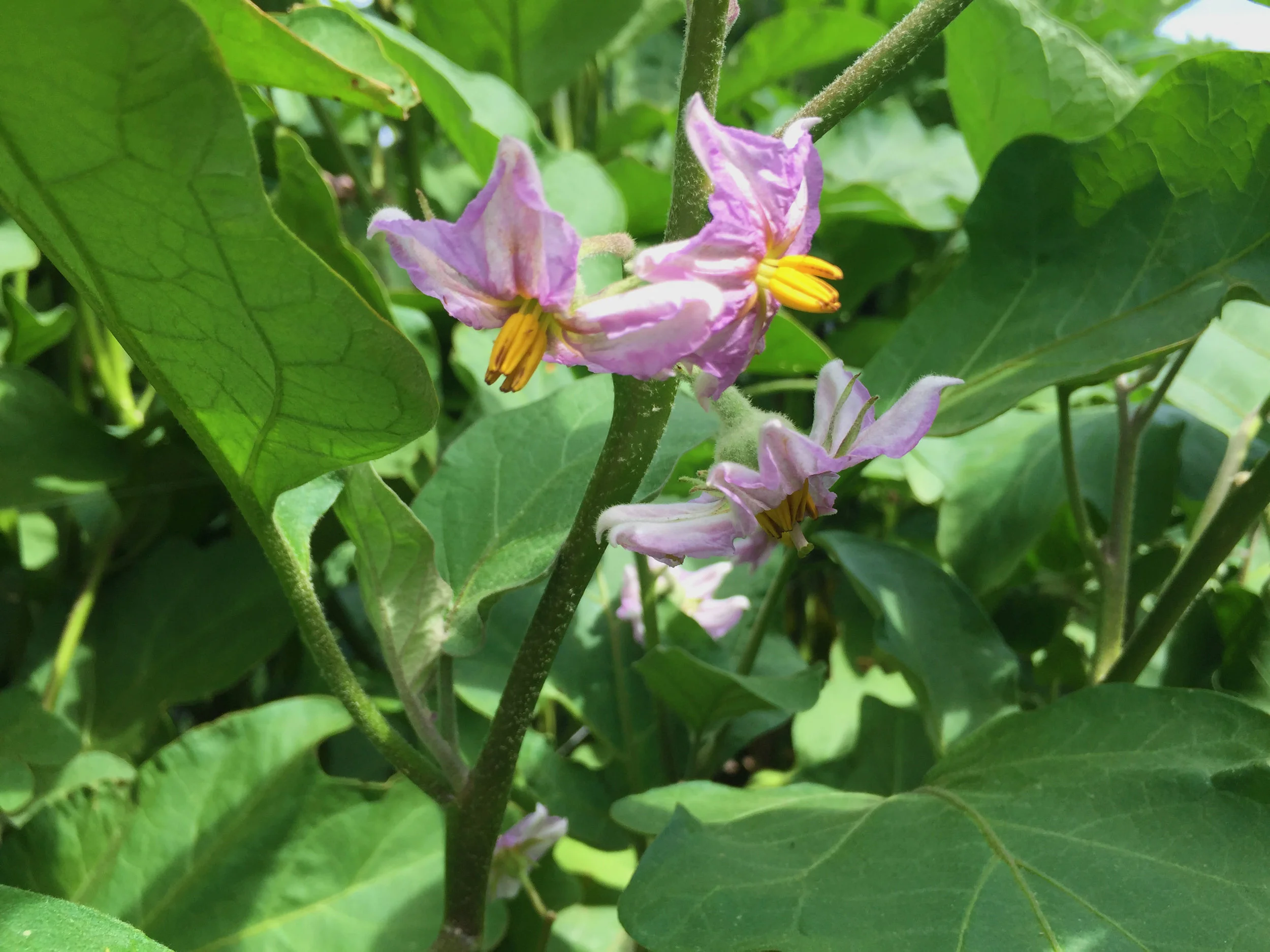 Eggplant blossom