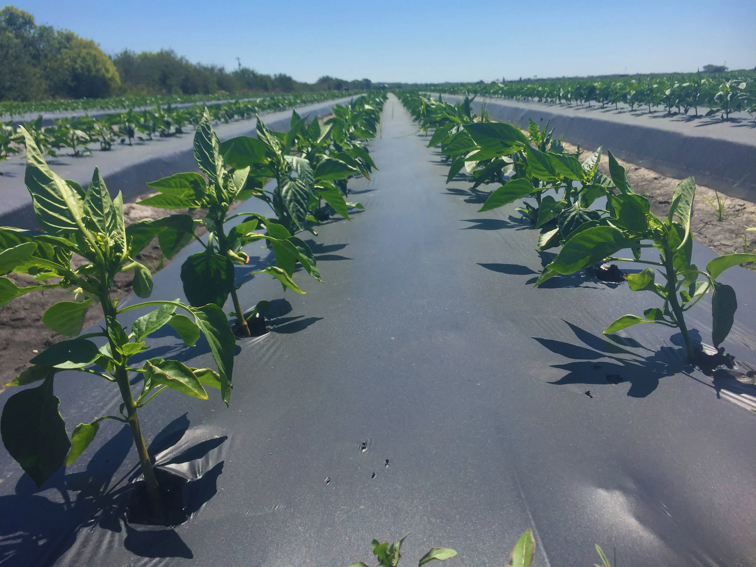 Georgia Pepper plants