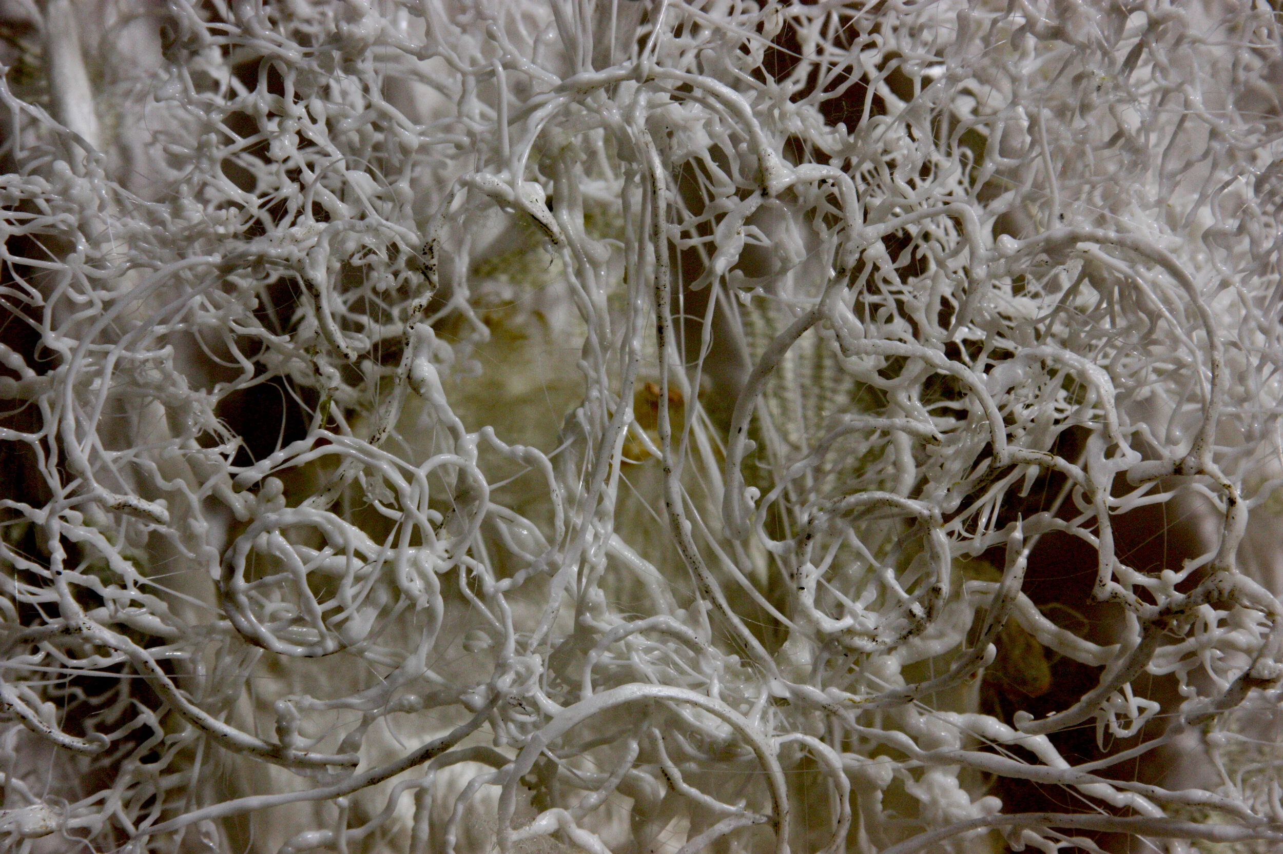 The wild horses circuit. (Silk relieves series). 2018)