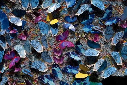 butterfliesdetailsmall.jpg