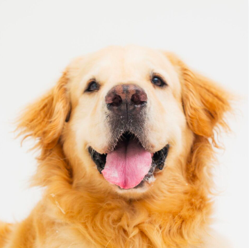 Office Dogs
