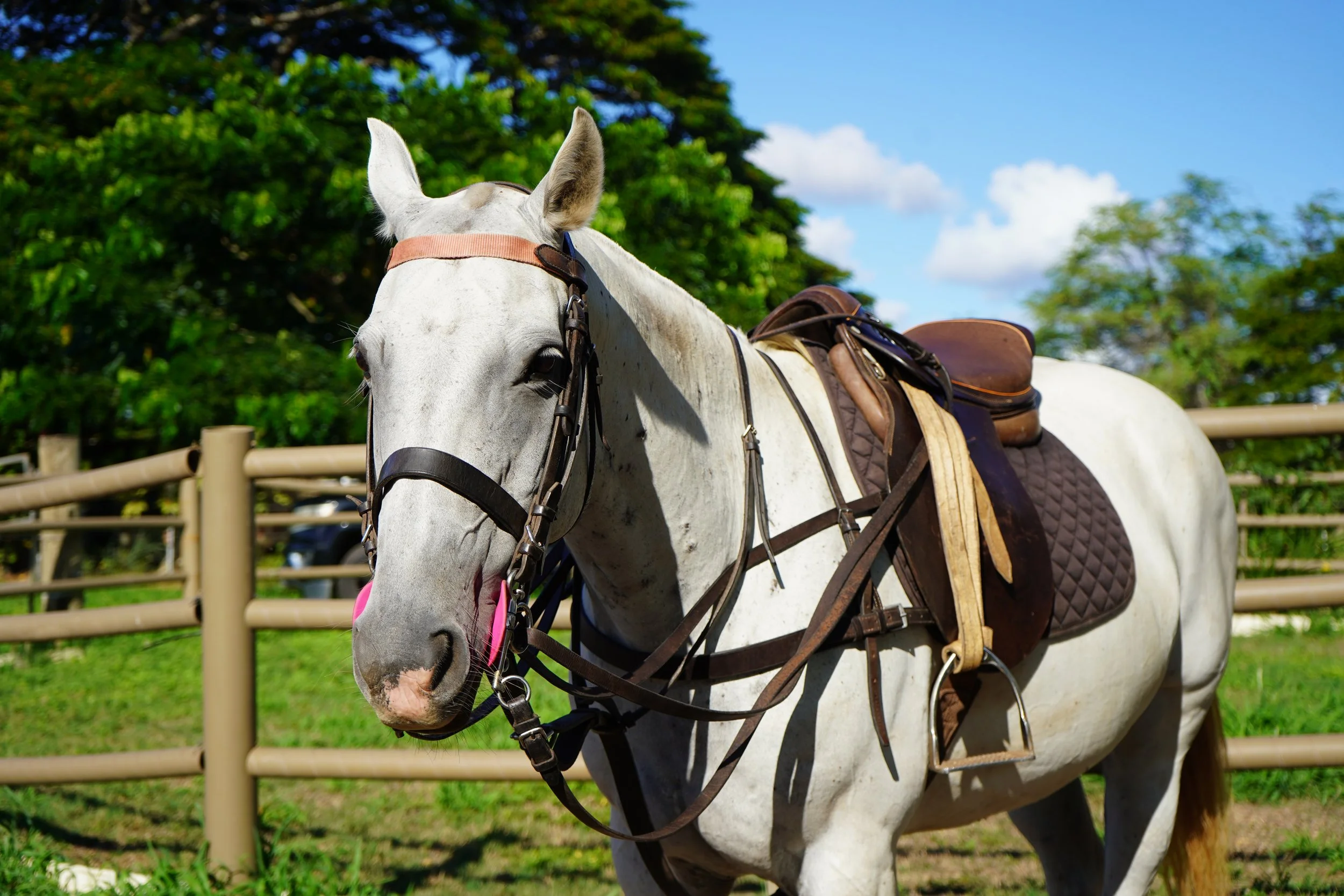 trail ride oahu