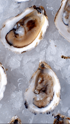 oyster 30.gif