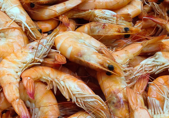 shrimps.png