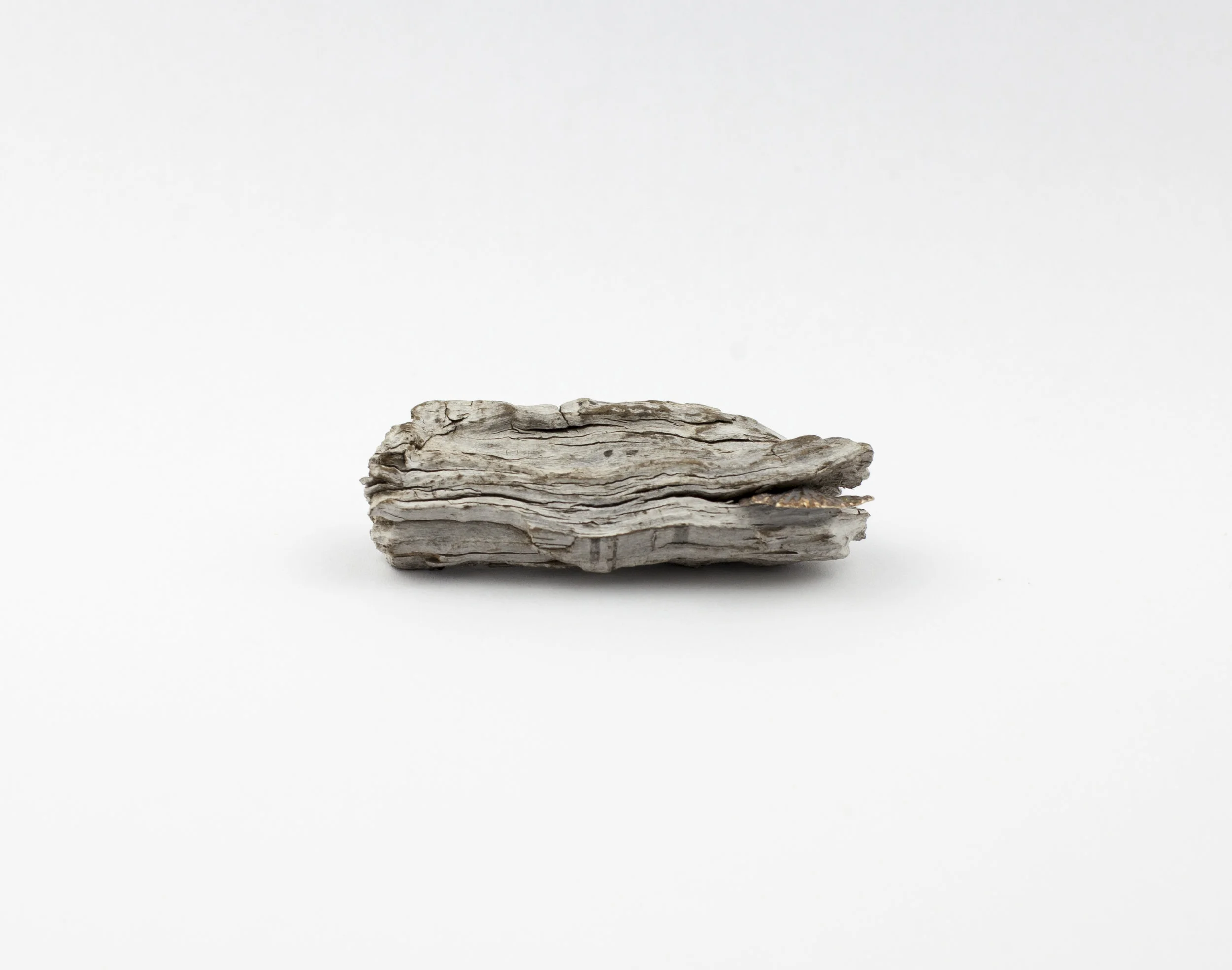 fungus_brooch3.jpg