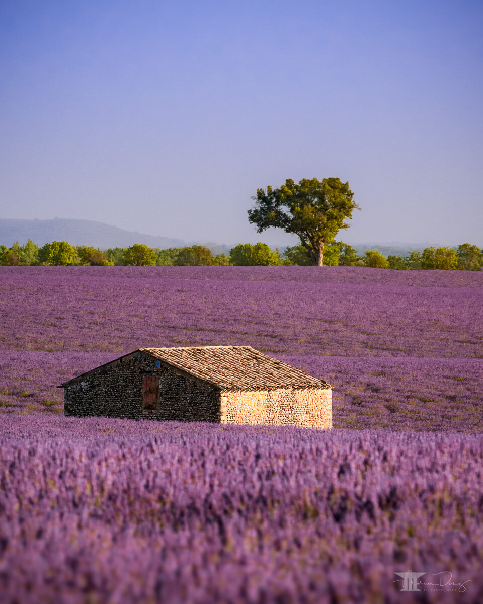"Lavender House"