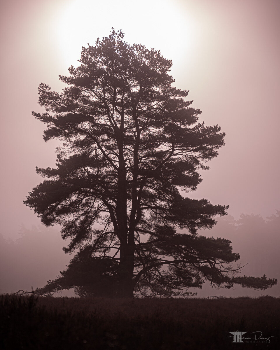 "Foggy tree"