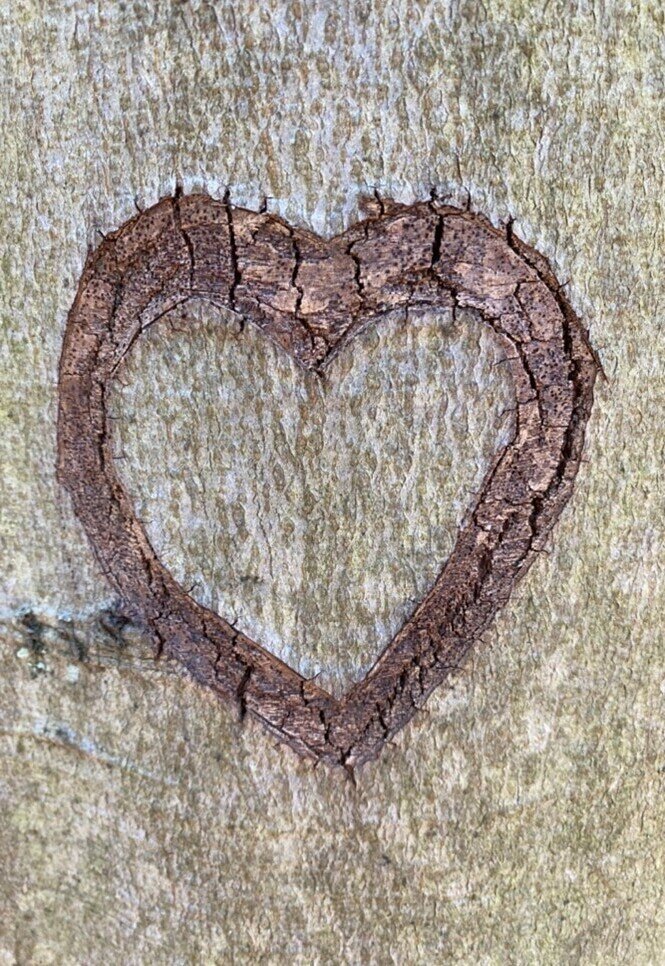 Selv-regulering og Med-regulering