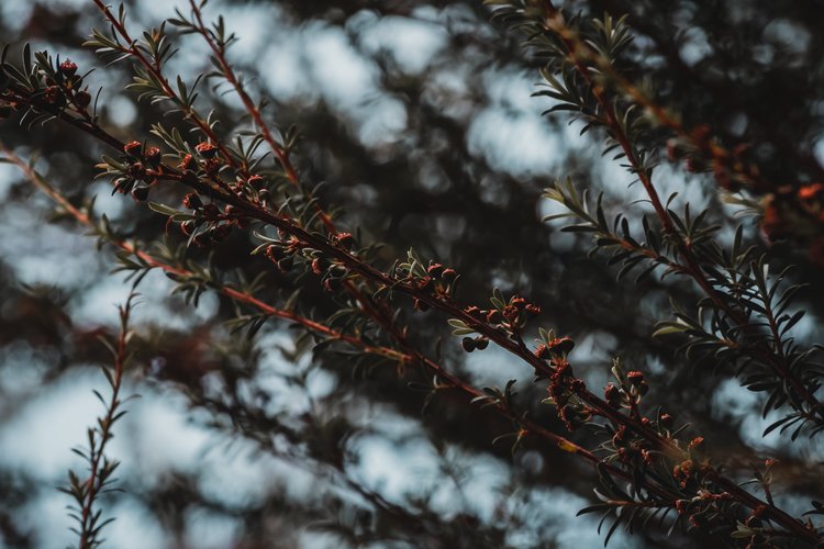 Top Tips For Uses Of Tea Tree Oil In The Summer 1 Image asset