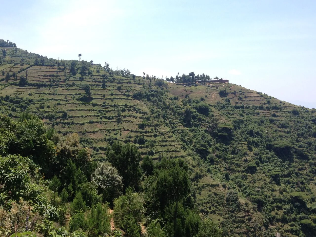 hills irrigation.jpeg