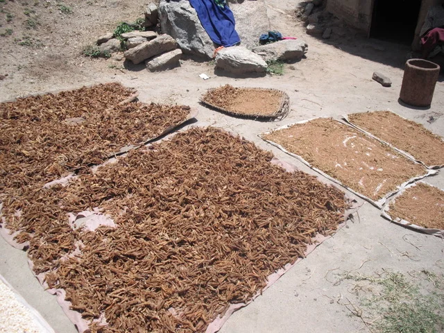 finger millet drying, Marakwet Kenya.jpeg