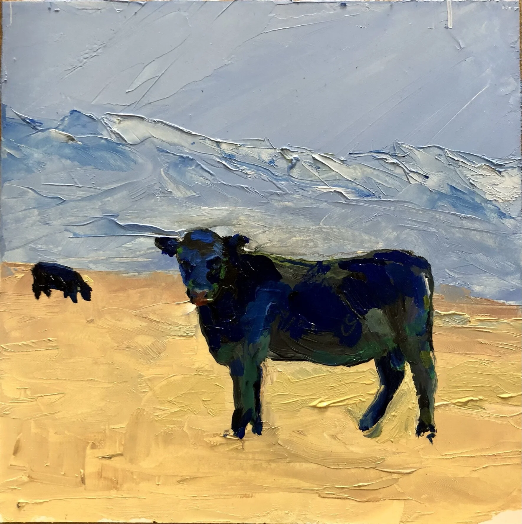 Angus Bull Cache Valley