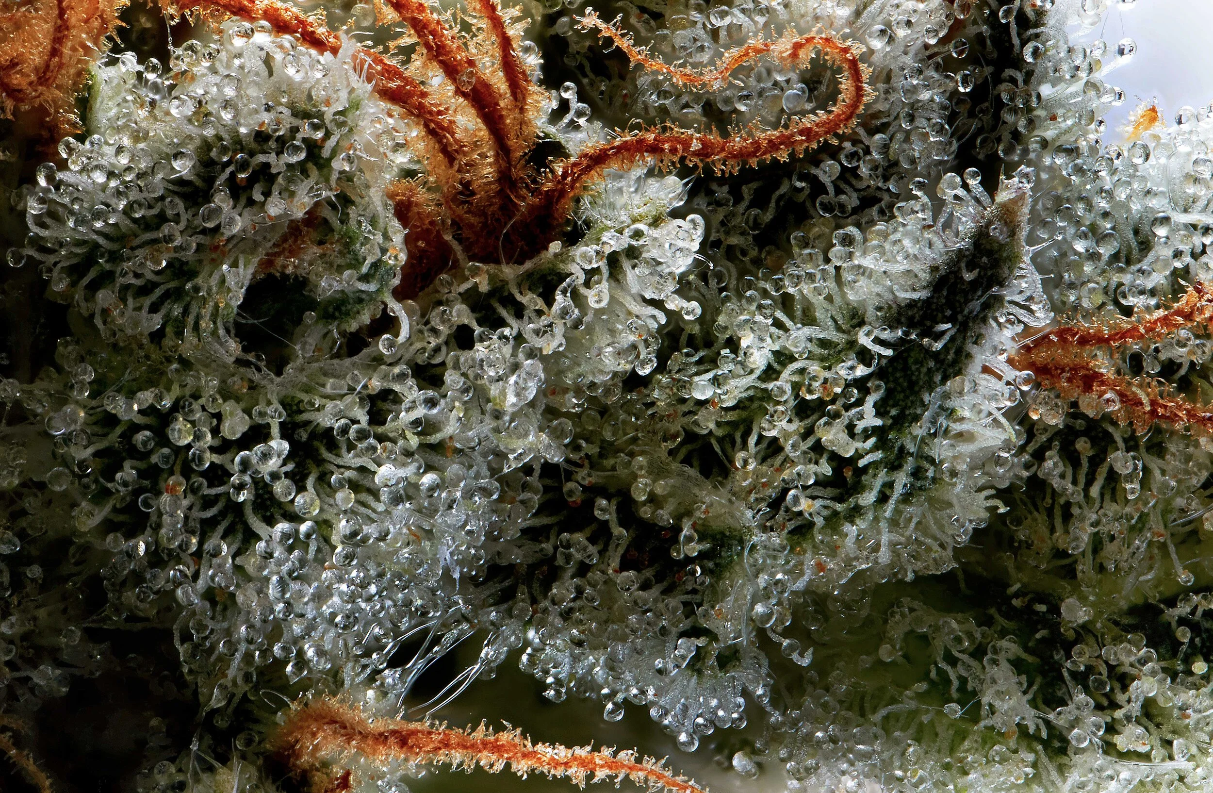 Cannabis.jpg