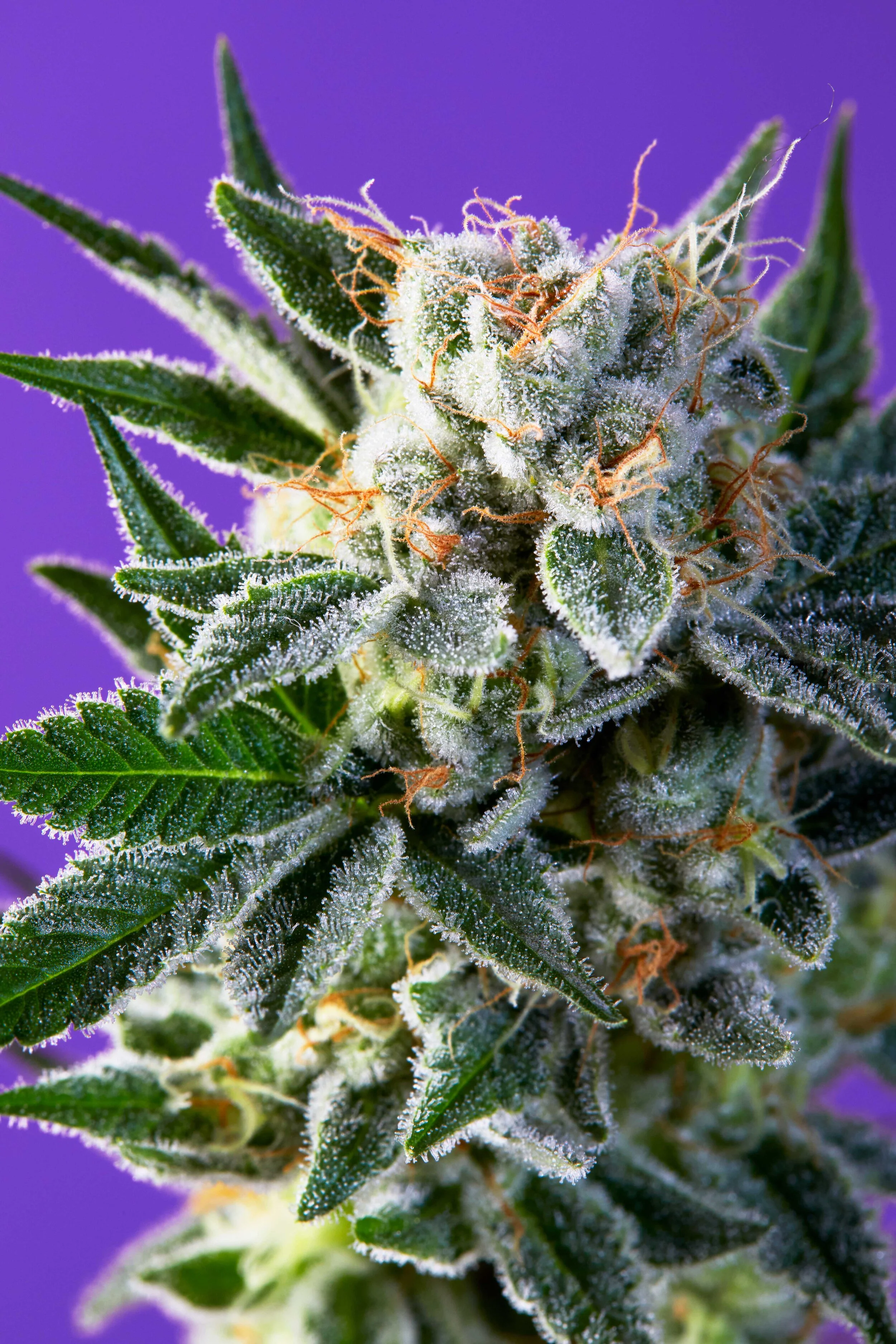 Cannabis2296.jpg