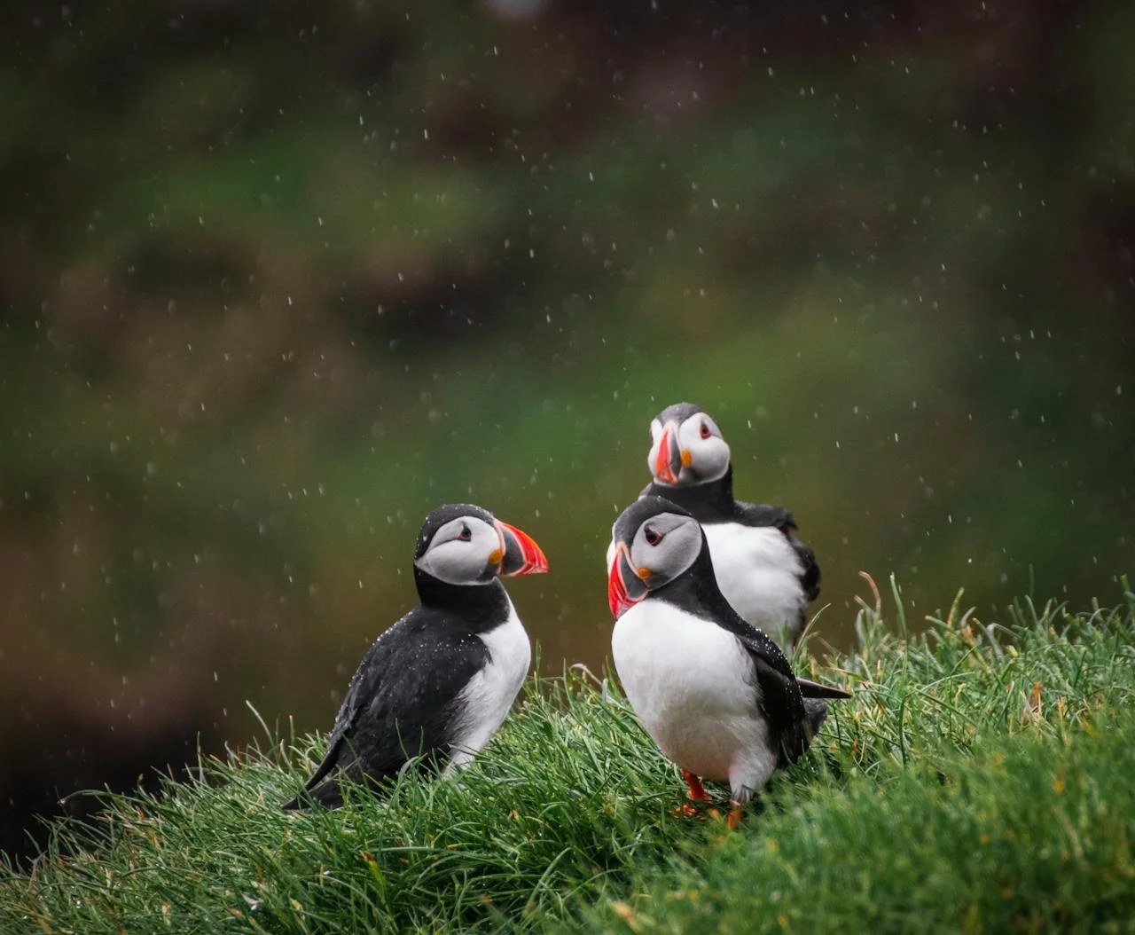 Puffins in Faroe Islands