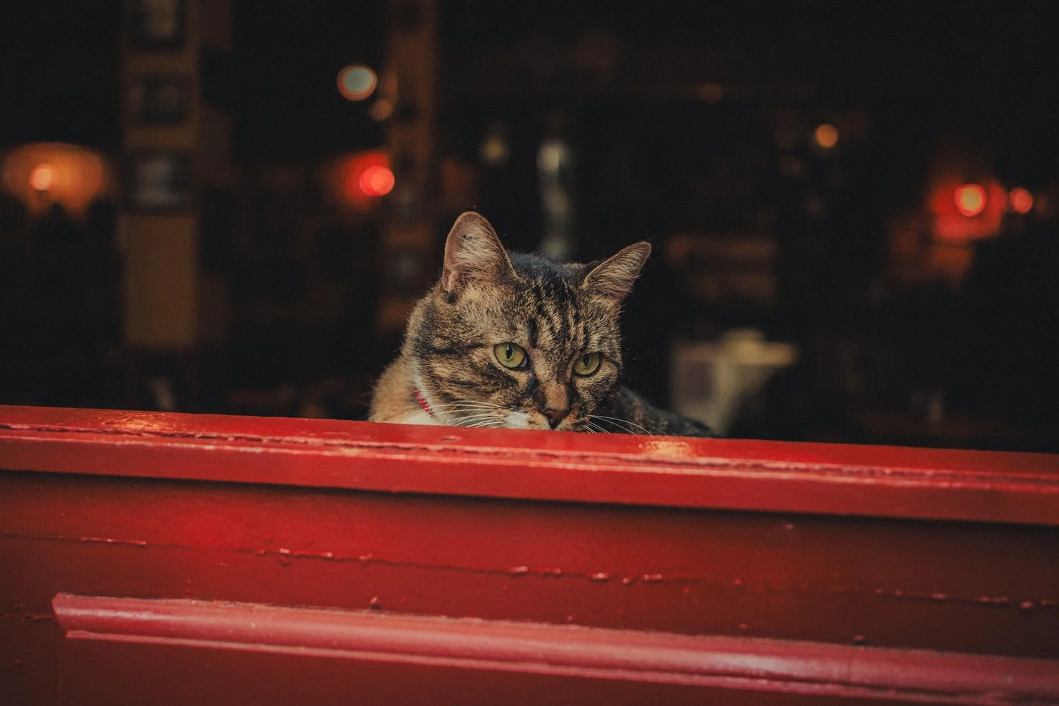 Un chat observant les mariés pendant leur séance photo dans le Vieux Lyon
