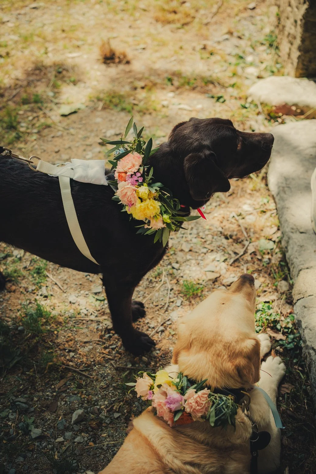 les chiens au mariage en provence