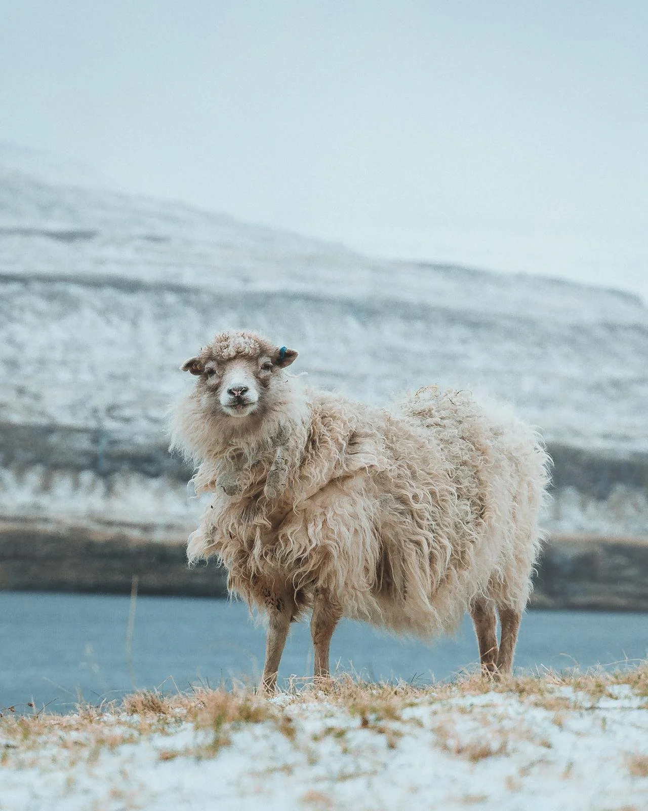 Faroe Islands elopement with snow