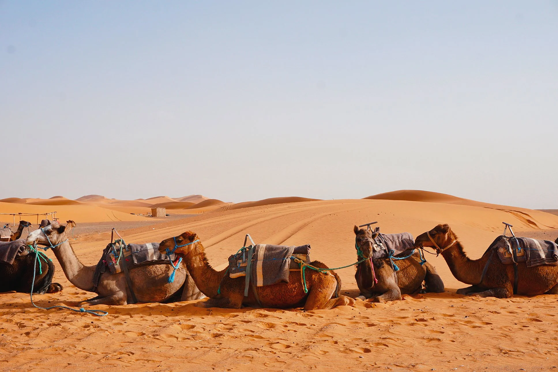 Adventure elopement photographer in Morocco with camel rides.