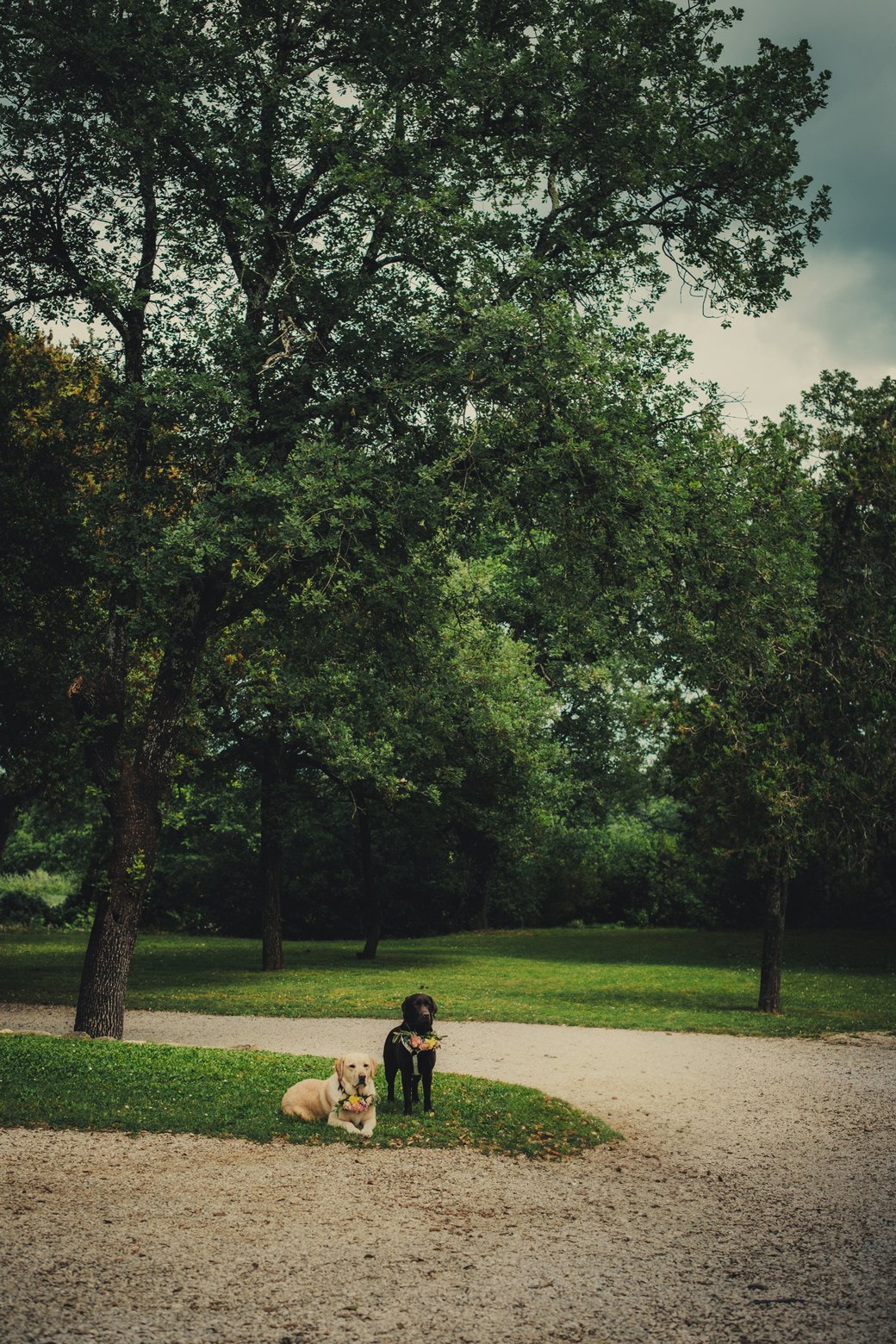 Chiens présents lors d’un mariage convivial au Domaine des Rives