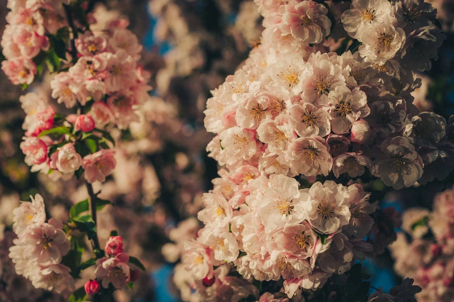 Allée fleurie dans le parc de la Tête d’Or à Lyon au printemps