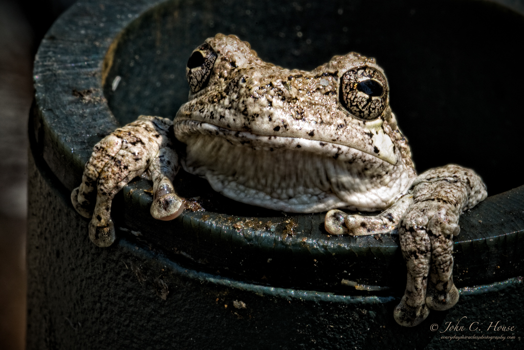 We-Thought-You-Was-A-Toad.jpg
