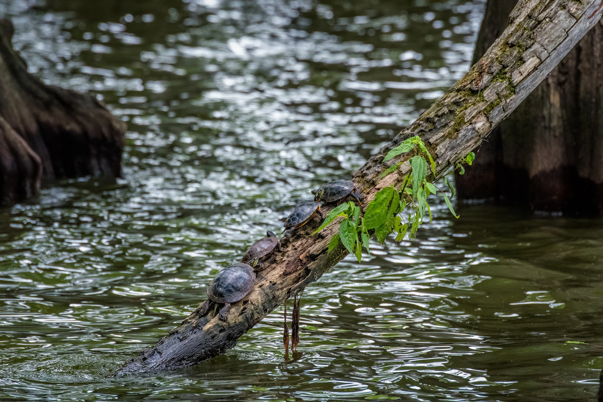 Table For Four-2.jpg