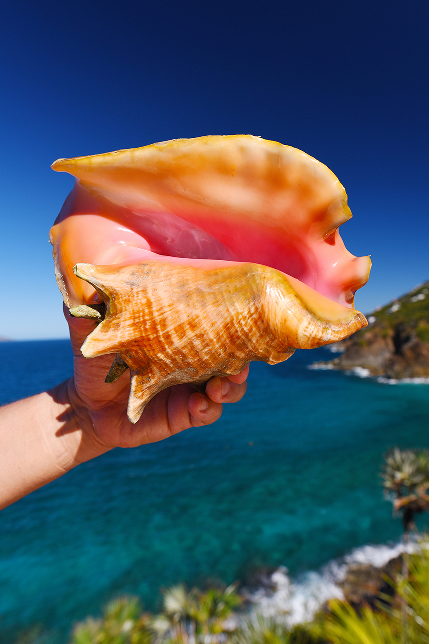 Queen Conch Snail : Conch Guide: Habitat, Behavior, Harvesting & More ...
