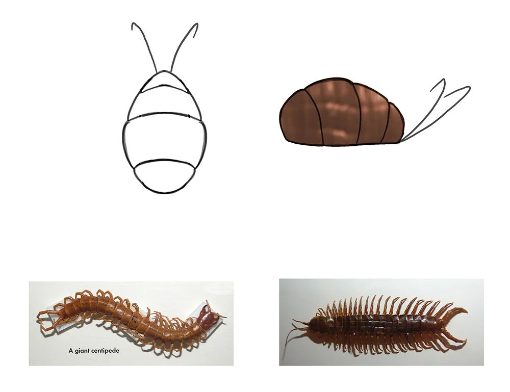 Bug design.jpg