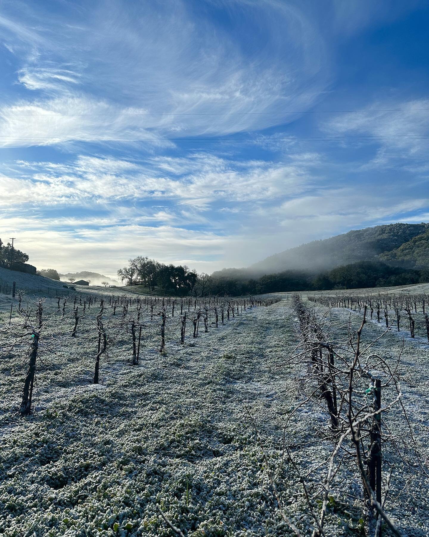 Meet our new (to us) second home vineyard, Mountain Meadow ☀️ She&rsquo;s 5 acres, sitting west of York Mountain in the SLO Coast AVA, at 1,500ish feet in elevation. Planted to Pinot Noir, head trained &amp; dry farmed, with a snow dusting from yeste