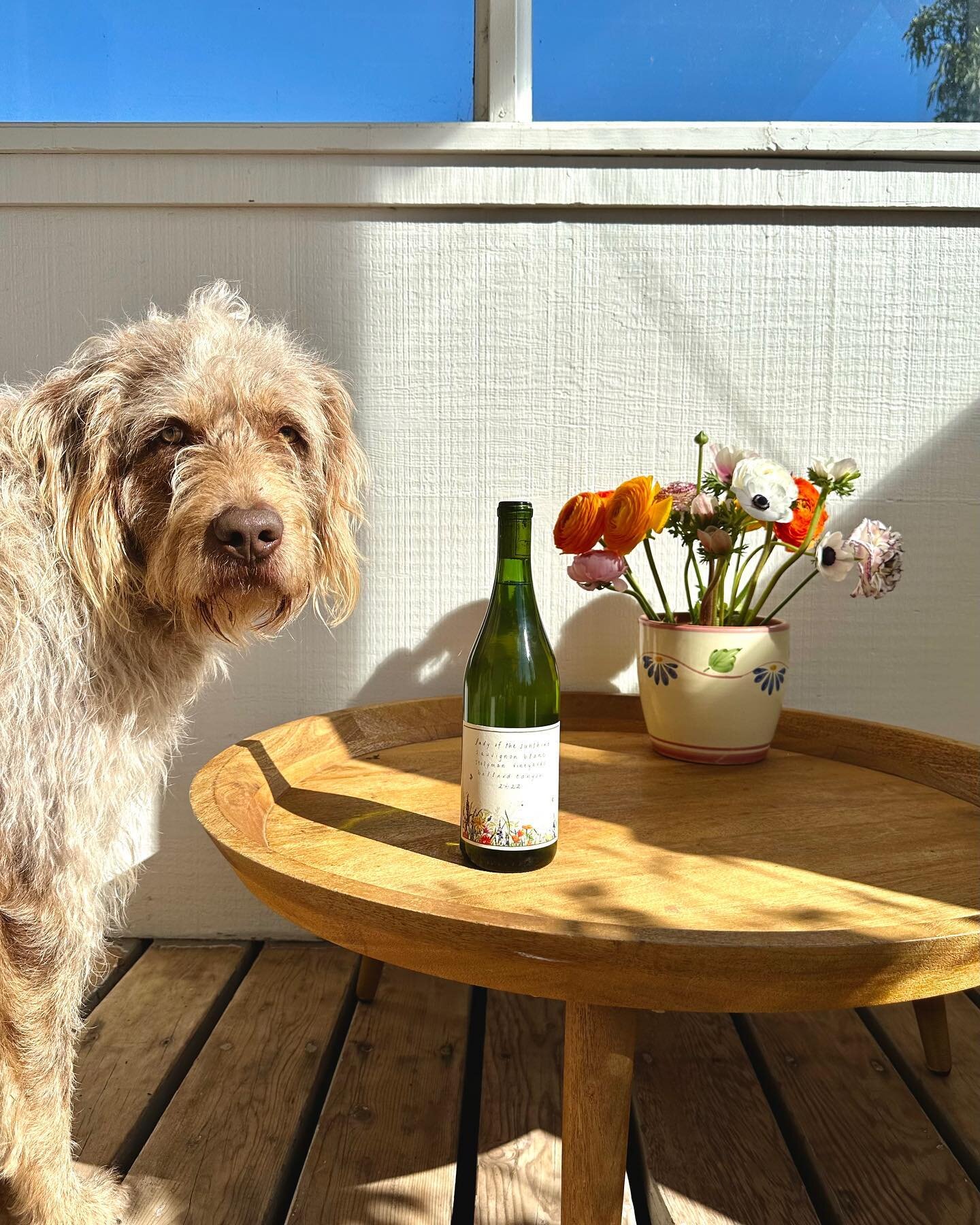 New vintage wines are here &amp; ready for some fun in the sun ☀️☀️☀️ This release of Lady of the Sunshine, we recognize &amp; celebrate that every vineyard that we partner with is either certified CCOF organic or certified Demeter biodynamic in farm