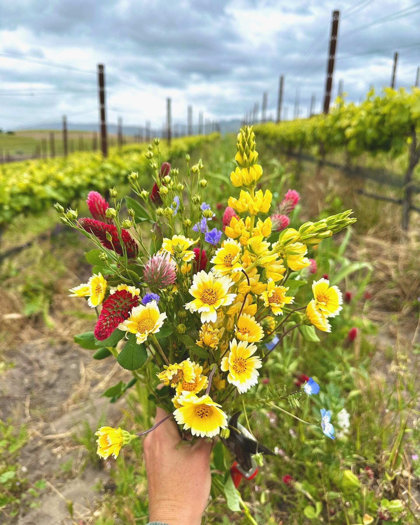 Finding balance again&hellip; finally 🐞🌱 #biodynamicfarming