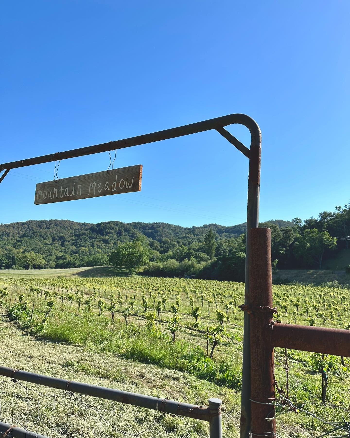 The sign is up! Mountain Meadow is alive and full of wild chamomile.  I see one more super bloom ahead&hellip; a gift from the meadow 🌸