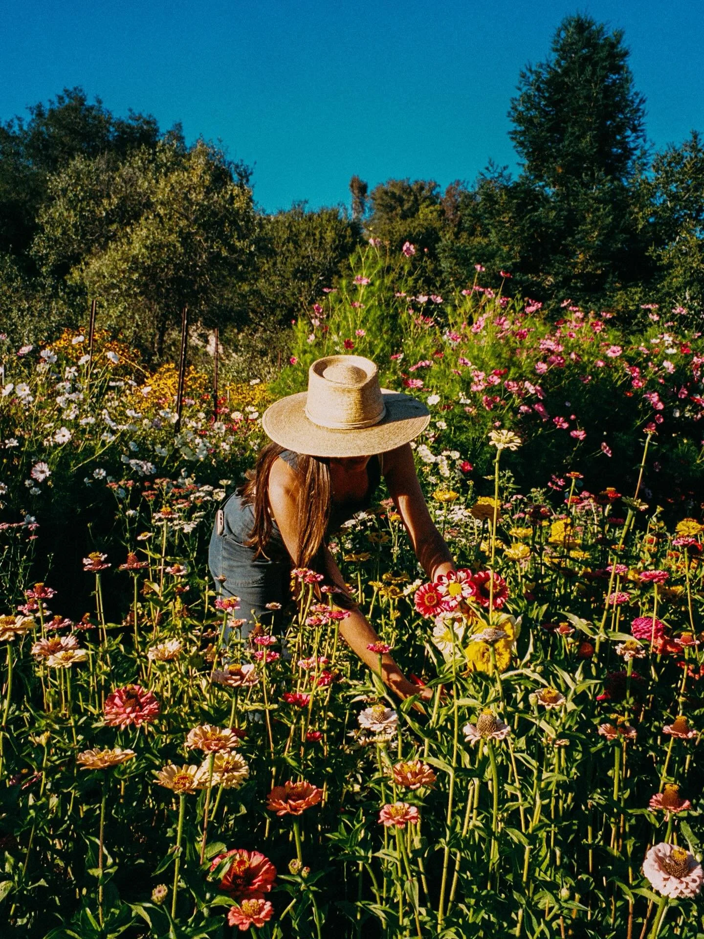 🤍🦋 August in the garden 

I spent the winter months deep in grief, the garden became a place to rest my heart.  Full of tears, under the sun, hands in the soil, I planted. I sowed and created during a time of great sadness, and from this, bloomed b