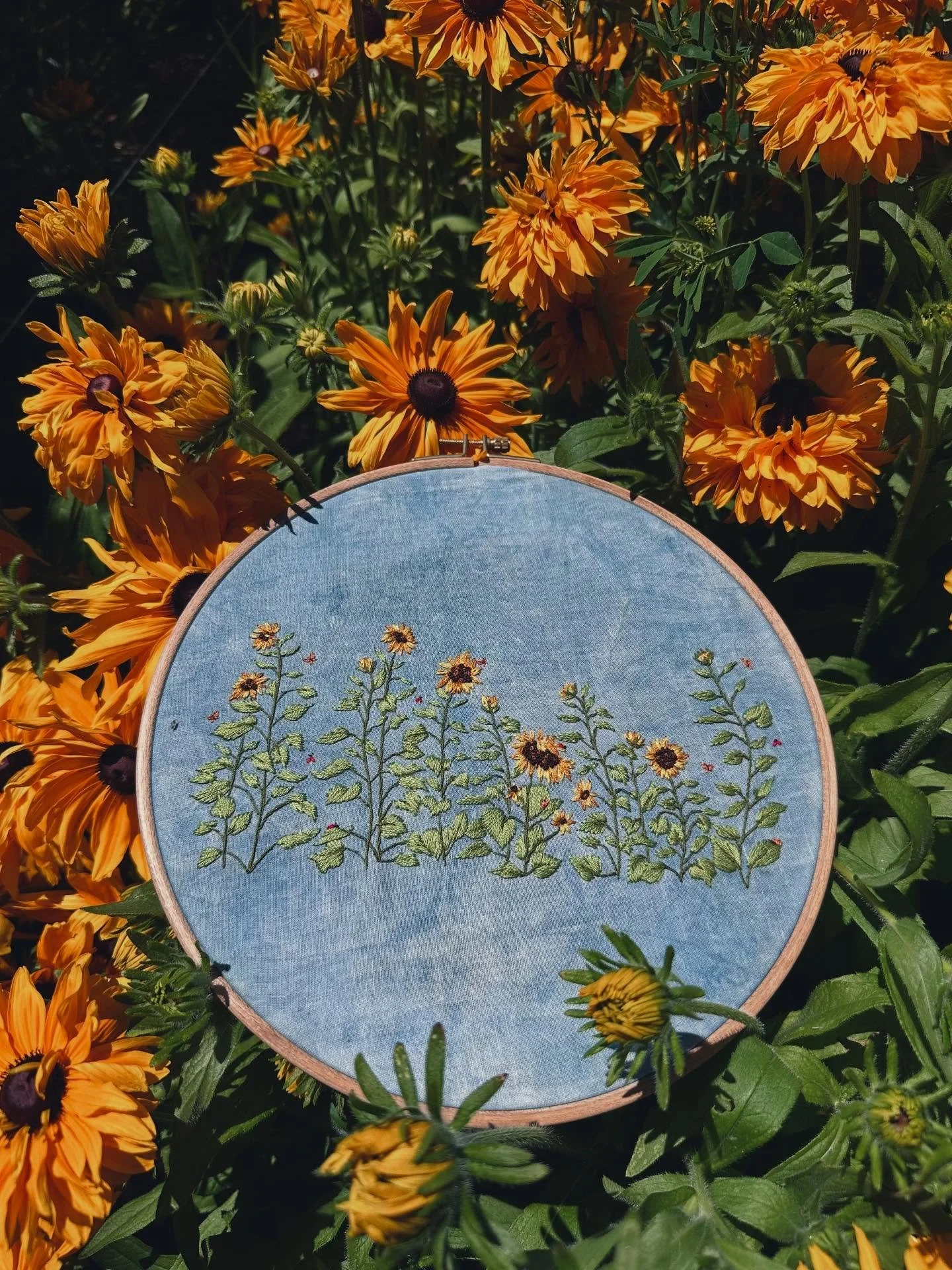 This month, we are celebrating our first full year at Bassi @scar_of_the_sea ☀️A lot has happened in the past 12 months as we&rsquo;ve made this place our home - we&rsquo;ve replanted 7 acres, introducing new varieties to our coastal hillsides such a