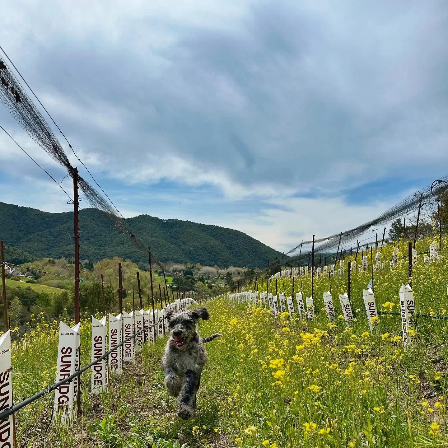 We&rsquo;re all pretty excited about the new terraced Sauvignon Blanc at Bassi ⚡️🍋☀️ 
Big blue sits just over the ridge 🌊 
Feeling grateful for the rains that are on their way 🦋