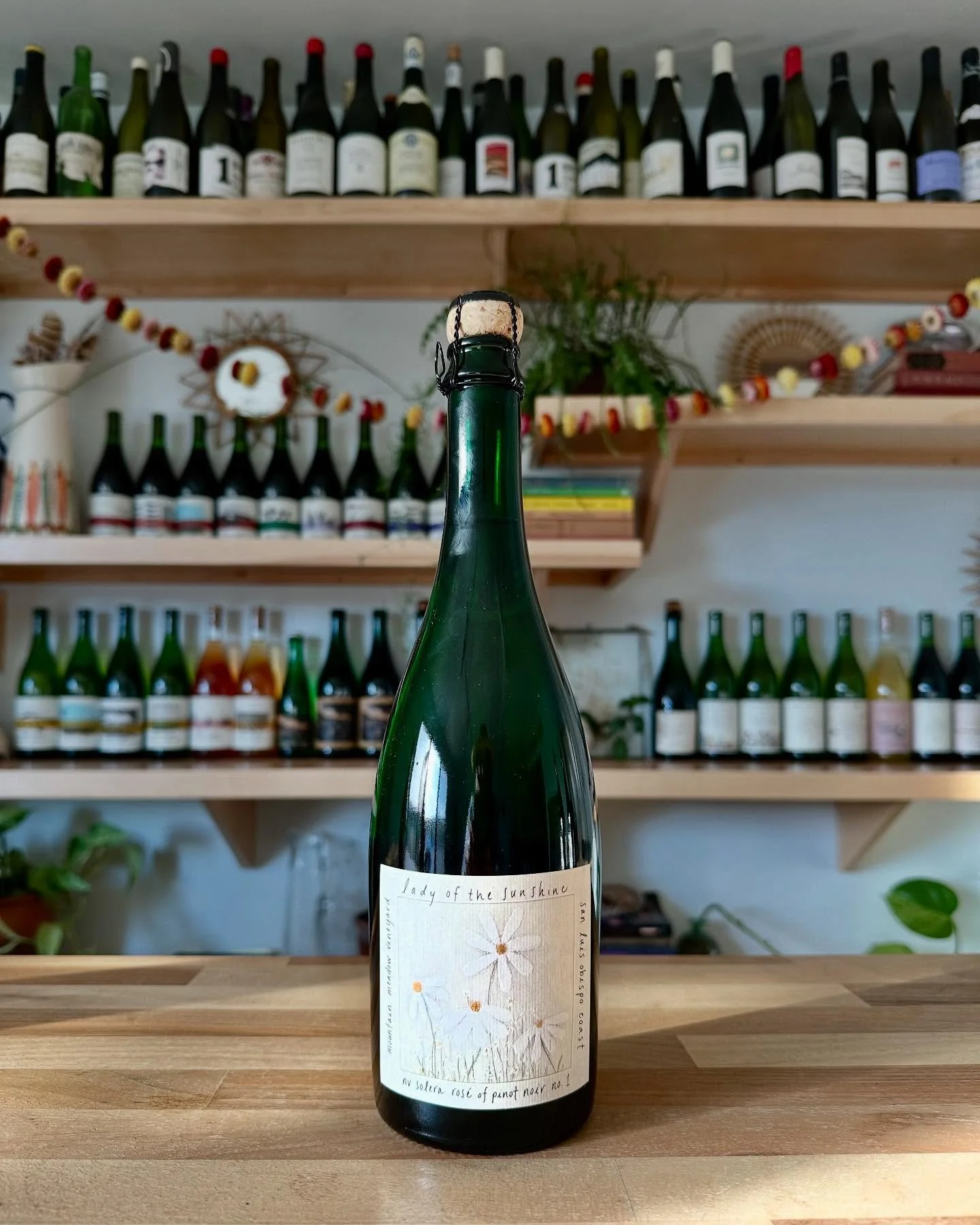 Mountain Meadow is a special place ❣️
We acquired this vineyard two years ago, a little 4 acre vineyard in a meadow in the mountains, head trained to Pinot Noir, dry farmed with old school 12x6 foot wide spacing. 

This place radiates the seasons ☀️ 