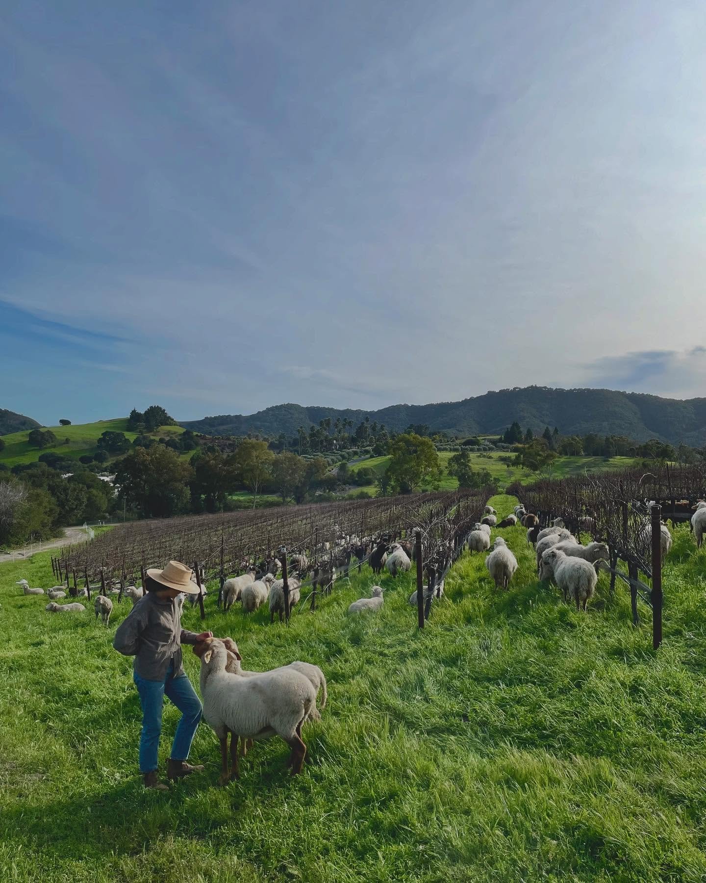 Bassi&rsquo;s cover crop has been getting a good graze (for the first time!) with over 100 sheep, with big thanks &amp; gratitude to our new friend &amp; Shepard @bunchgrass.grazing @hiyabassi 🐑🌱

We&rsquo;re about half way through, with pruning be