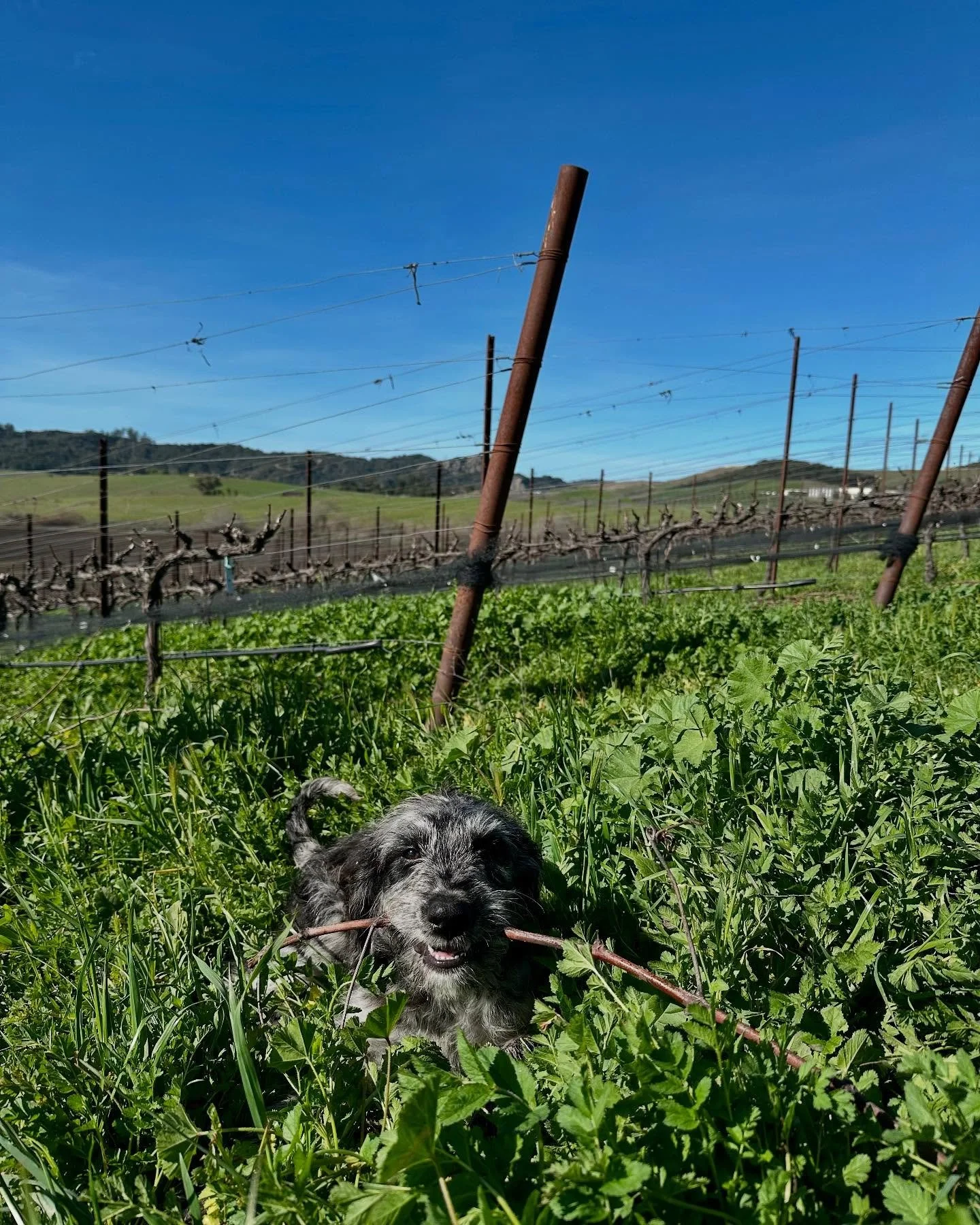 Meet Teddy 💙 Teddy meets Chene 🌱 Chene is back ❤️&zwj;🩹 @scar_of_the_sea and I + our little tiny dream team will be farming 42 acres of grapes on the SLO Coast this year (gulp) Now wish us luck &amp; let&rsquo;s go have some fun ☀️ #biodynamicfarm