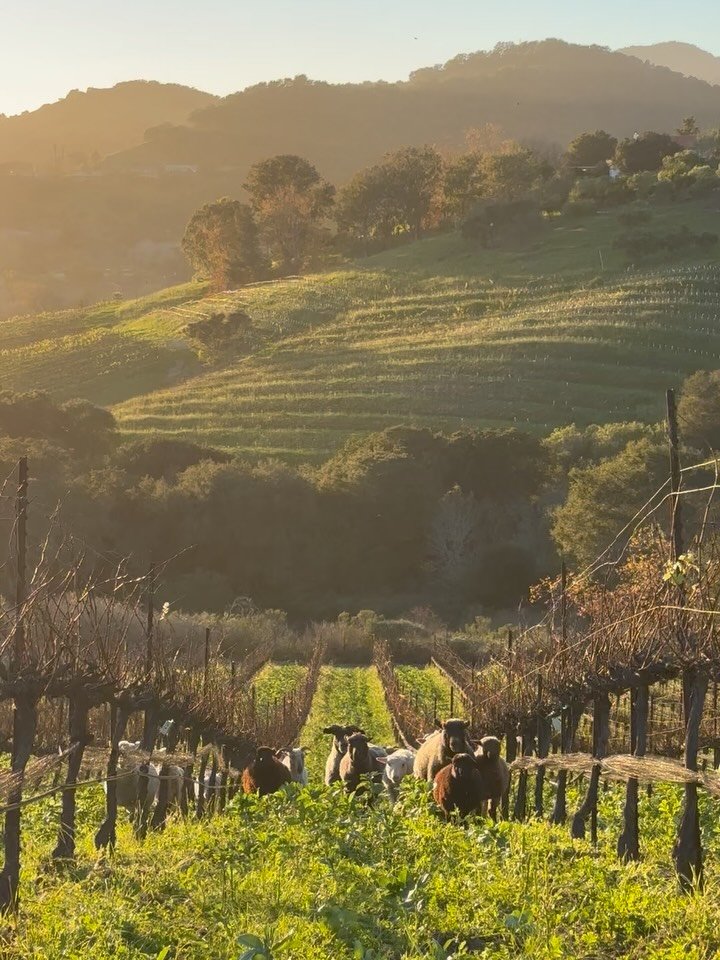 Spring is already here in the slo coast ava 💚 bassi is all green pastures after a wet winter that brought us several big storms.  We seeded two different cover crops before the early rains in November, alternating each row between a heavy custom leg