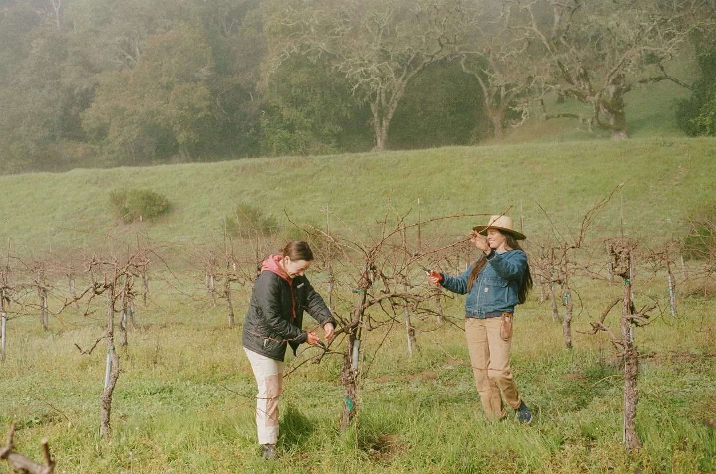 Winter Pruning at Mountain Meadow 🌱 This place will always remind me of Bear dog🤎 Both are such easy loves x

This meadow vineyard we farm in the mountains is dry farmed at high elevation and planted to head trained Pinot Noir. We have been working
