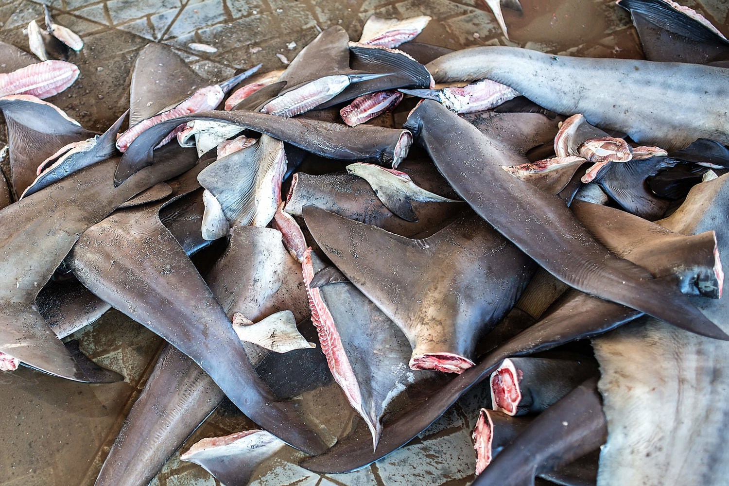 Facts about Shark Finning — Shark Research Institute