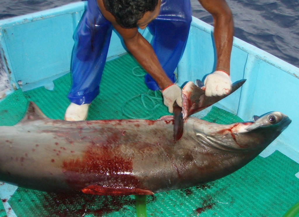 Shark fin - Bewundern Sie dem Liebling unserer Experten
