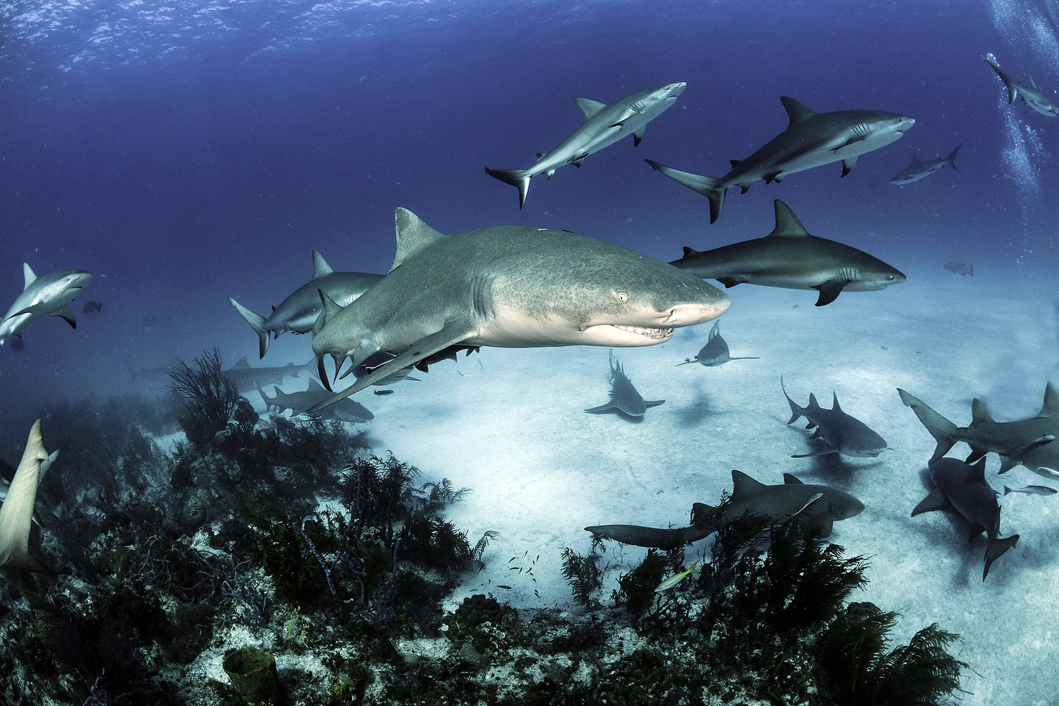 dogfish shark class